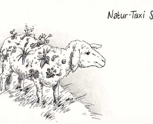 Natur-Taxi - das Schaf, wertvoll für Flora und Fauna - Daily Illu Tag 44